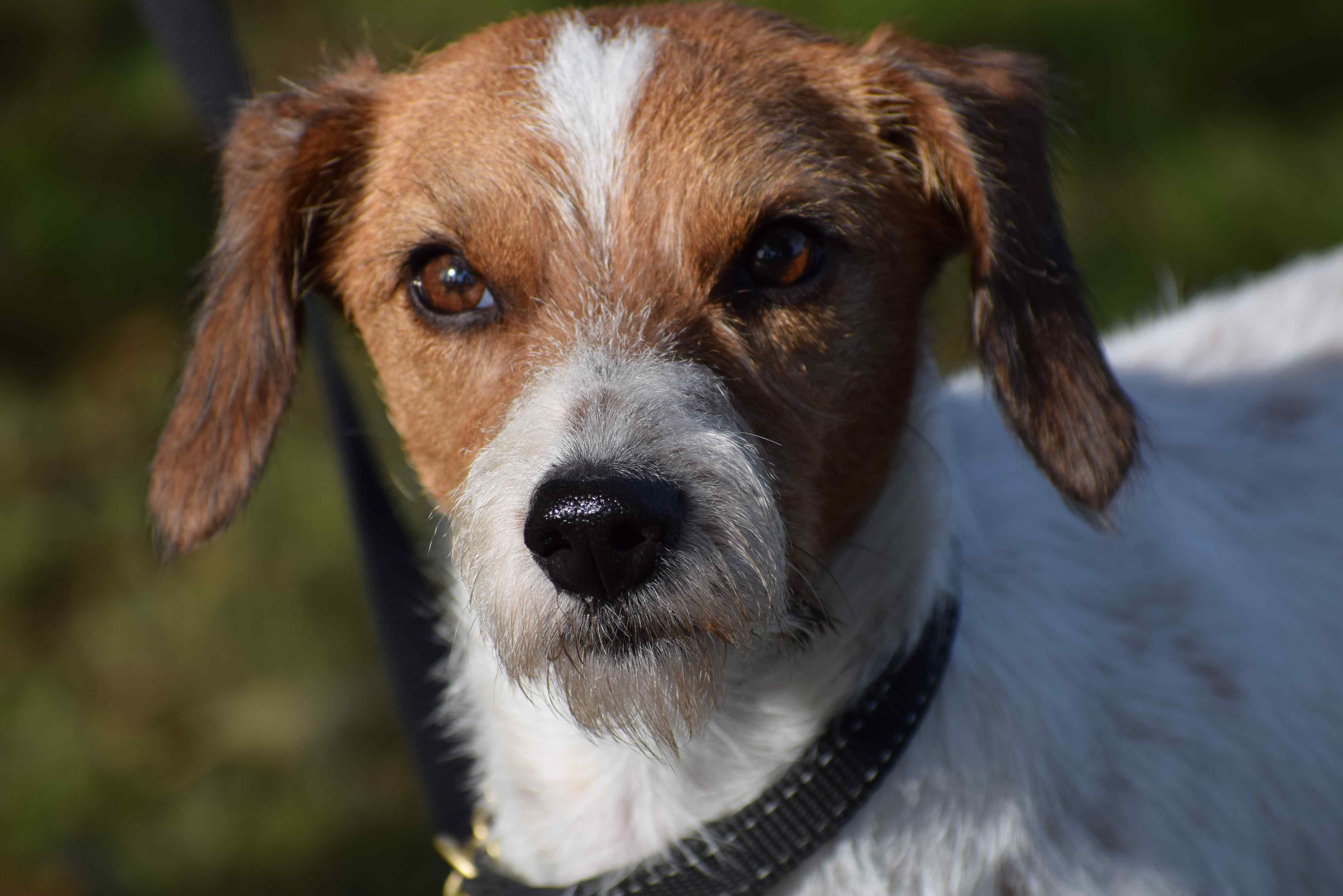 Doorweekt Belonend Berg kleding op Aanbod - Pup of hond aanschaffen en opvoeden Brugge